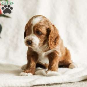 Dusty, Cockapoo Puppy